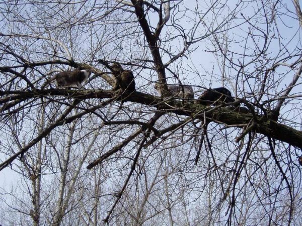 Первая неделя весны в Крыму будет облачной и не холодной